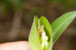 Whitemouth dayflower 